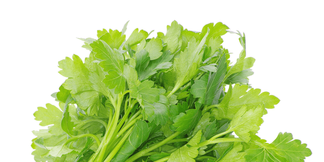 PARSLEY HERB